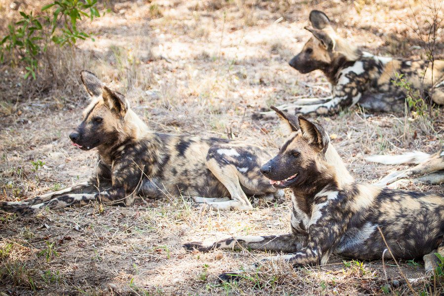Luxury African Safari Special Offers (January–June 2026) 25 Cheetah Plains Gallery 45