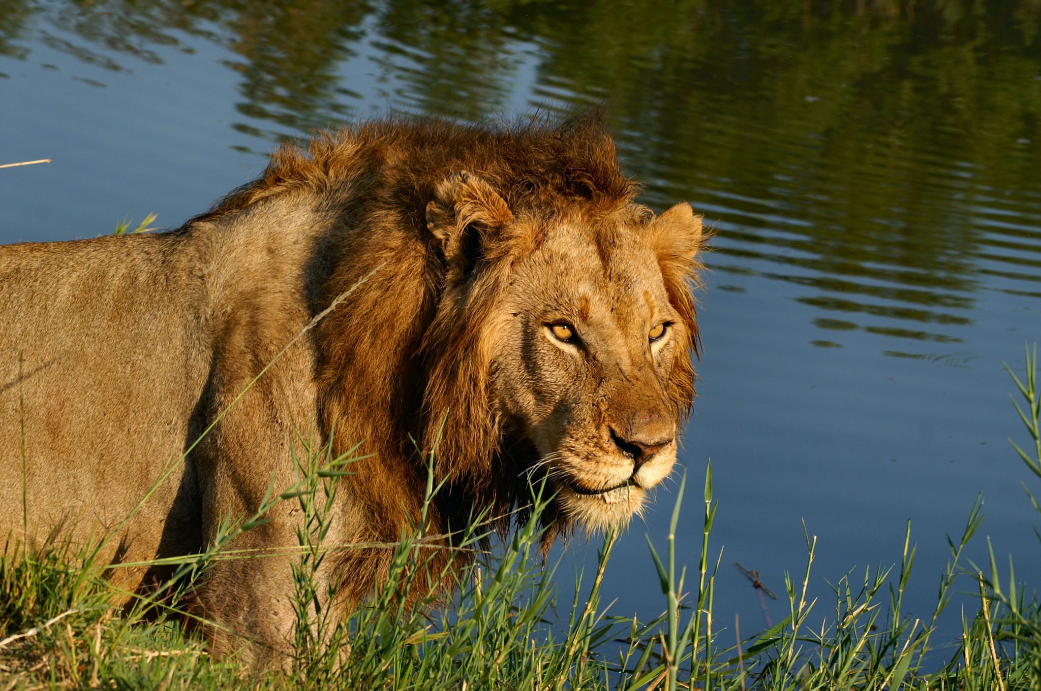 Idube Safari Lodge 4 1