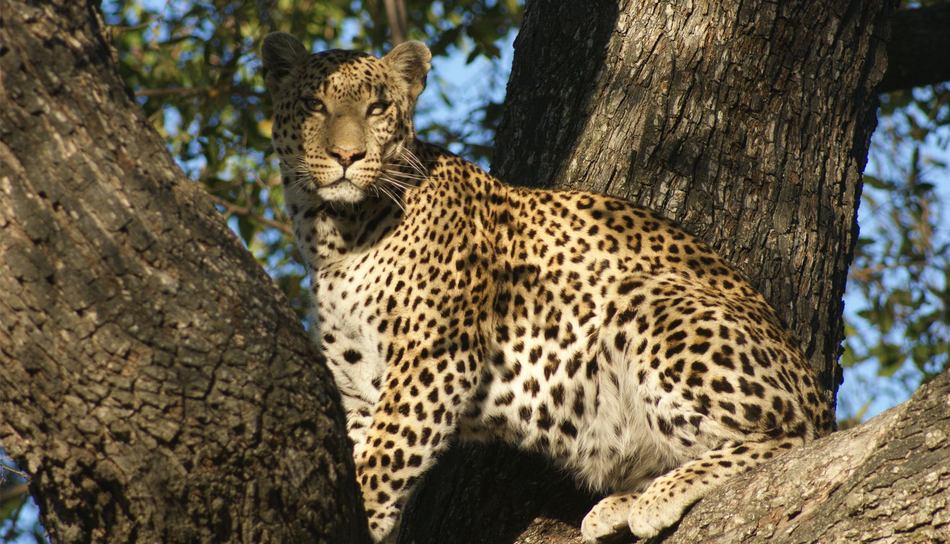 &Beyond Kirkman's Kamp - Sabi Sands Game Reserve - South Africa 77 Kirkmans Wildlife 1