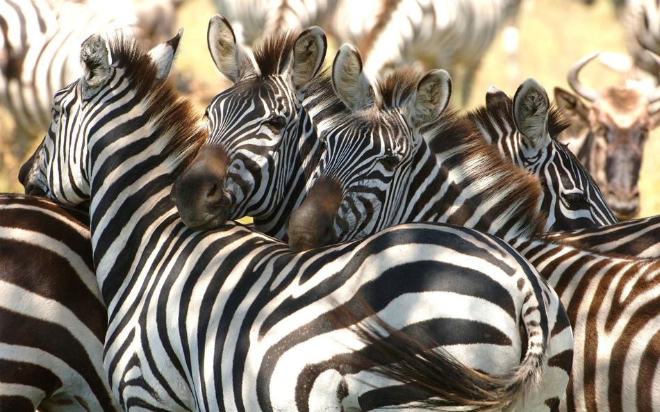 &Beyond Kirkman's Kamp - Sabi Sands Game Reserve - South Africa 74 Kirkmans Wildlife 2