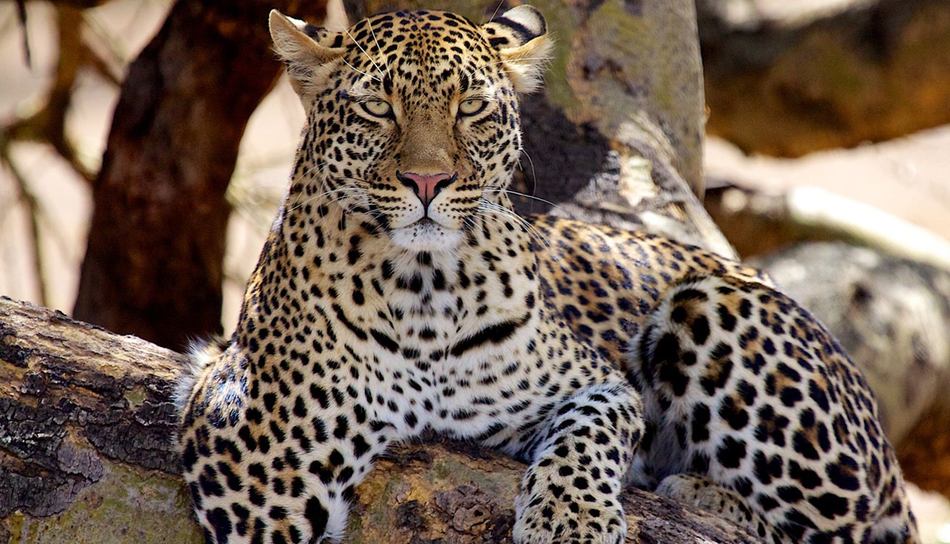 &Beyond Kirkman's Kamp - Sabi Sands Game Reserve - South Africa 75 Kirkmans Wildlife 3