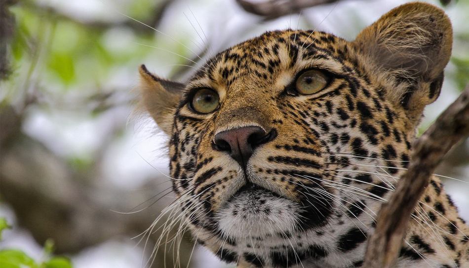 &Beyond Kirkman's Kamp - Sabi Sands Game Reserve - South Africa 78 Kirkmans Wildlife 5