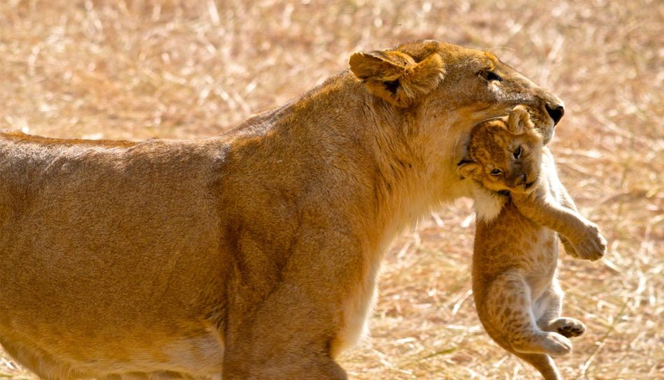 &Beyond Kirkman's Kamp - Sabi Sands Game Reserve - South Africa 79 Kirkmans Wildlife 6
