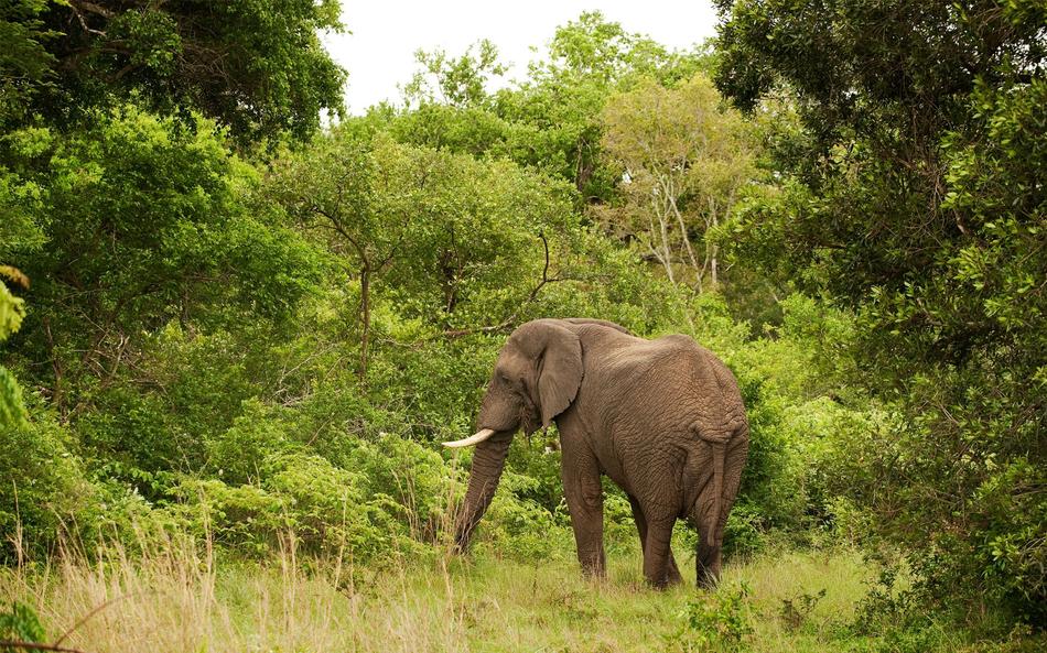 &Beyond Kirkman's Kamp - Sabi Sands Game Reserve - South Africa 82 Kirkmans Wildlife 9