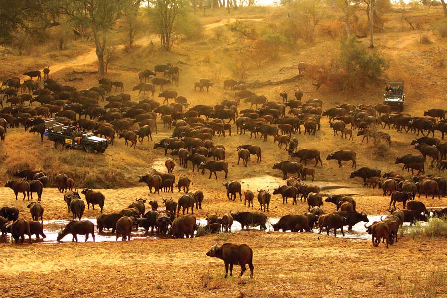 Mala Mala game reserve Buffalo herd