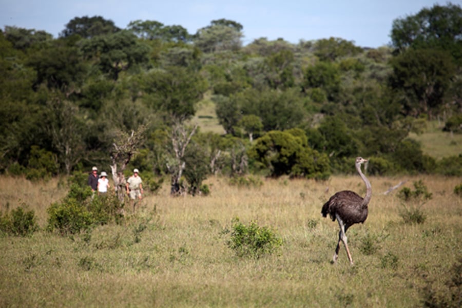 MalaMala Game Reserve Images 46 2