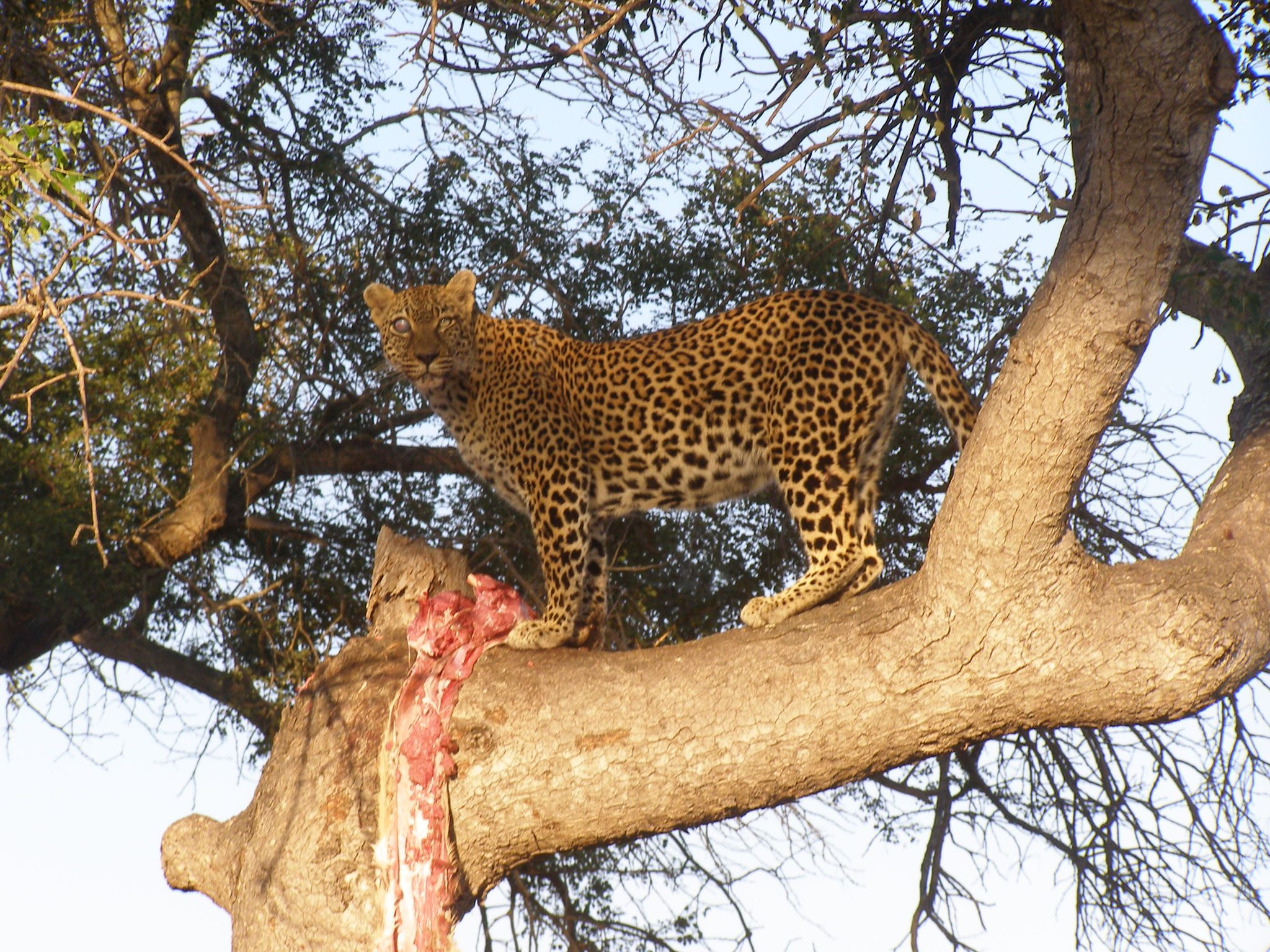 Simbambili Lodge Sabi Sands 15
