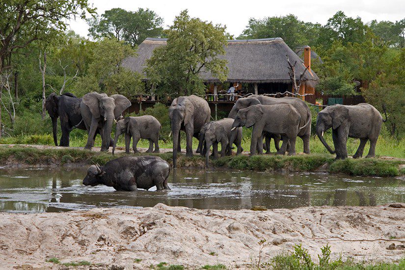 Simbambili Lodge Sabi Sands 19