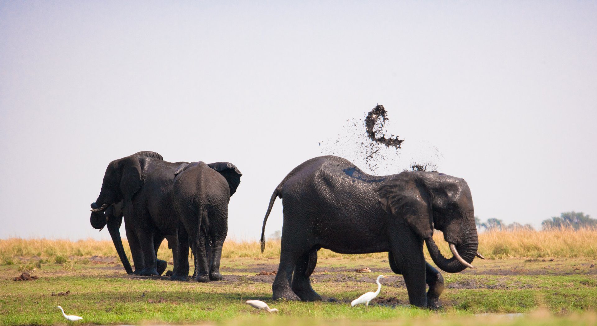 17 Day African Luxury Safari - The Essence of Southern Africa Travel 182 Chobe Game Lodge Images 16