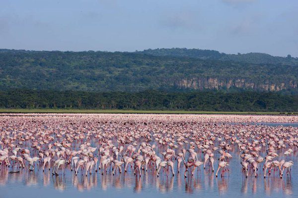 10 Day Highlights of Kenya Fly-In Luxury Safari - Sabi Sands Lodges Reservations 8 the best of kenya images 5