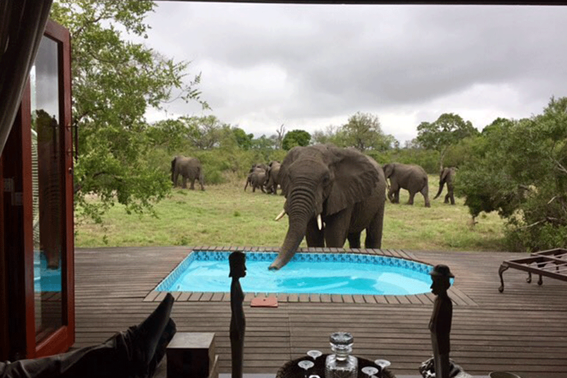 Tintswalo Safari Lodge images 14