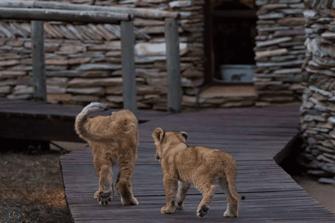 Tintswalo Safari Lodge images 18