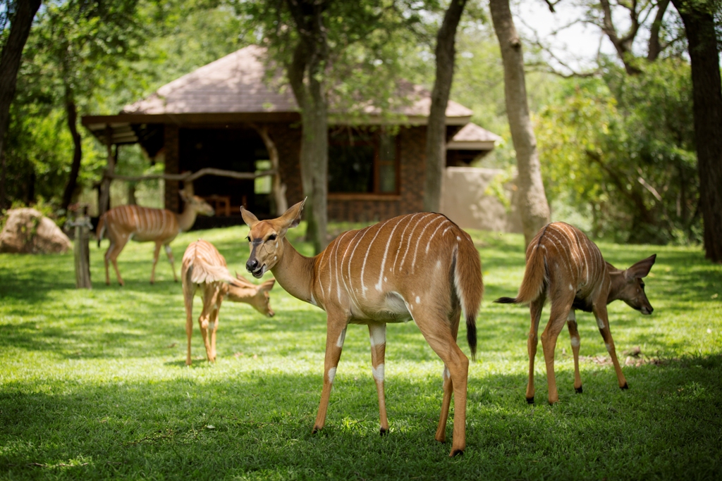 idube safari lodge sabi sands new 11