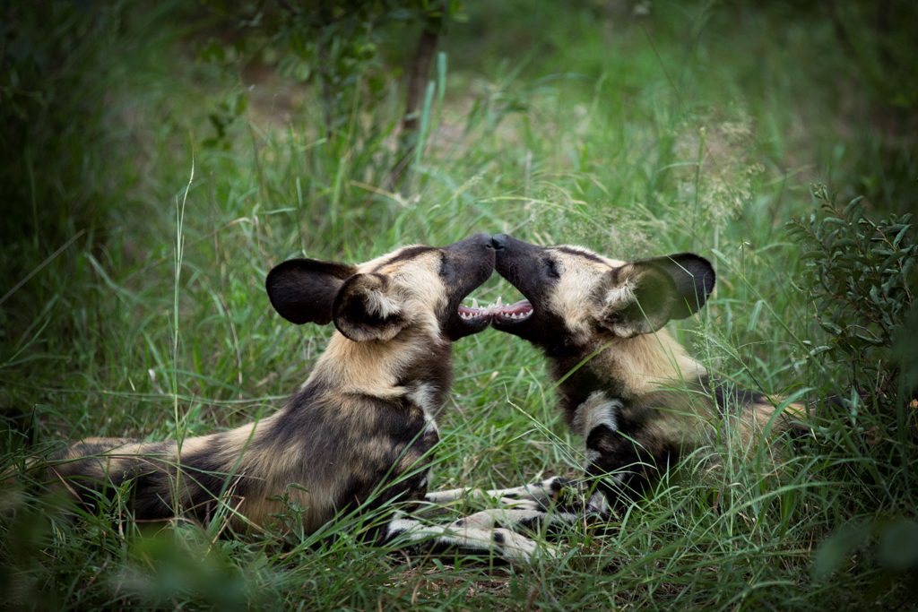 idube safari lodge sabi sands new 3