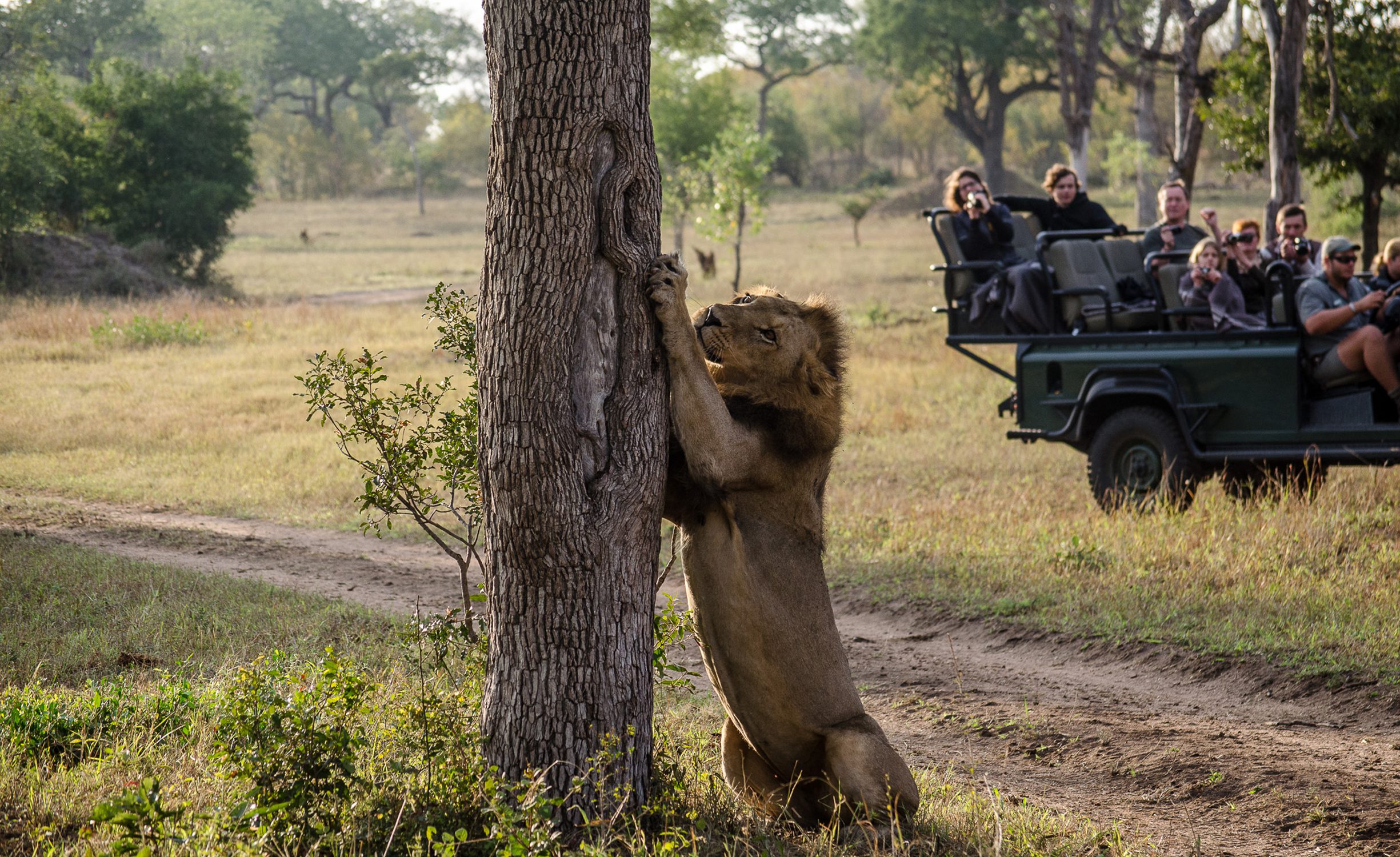 5 Day Kruger Park & Sabi Sands Safari Combination - Sabi Sands Game Reserve 6 umkumbe safari lodge new 13