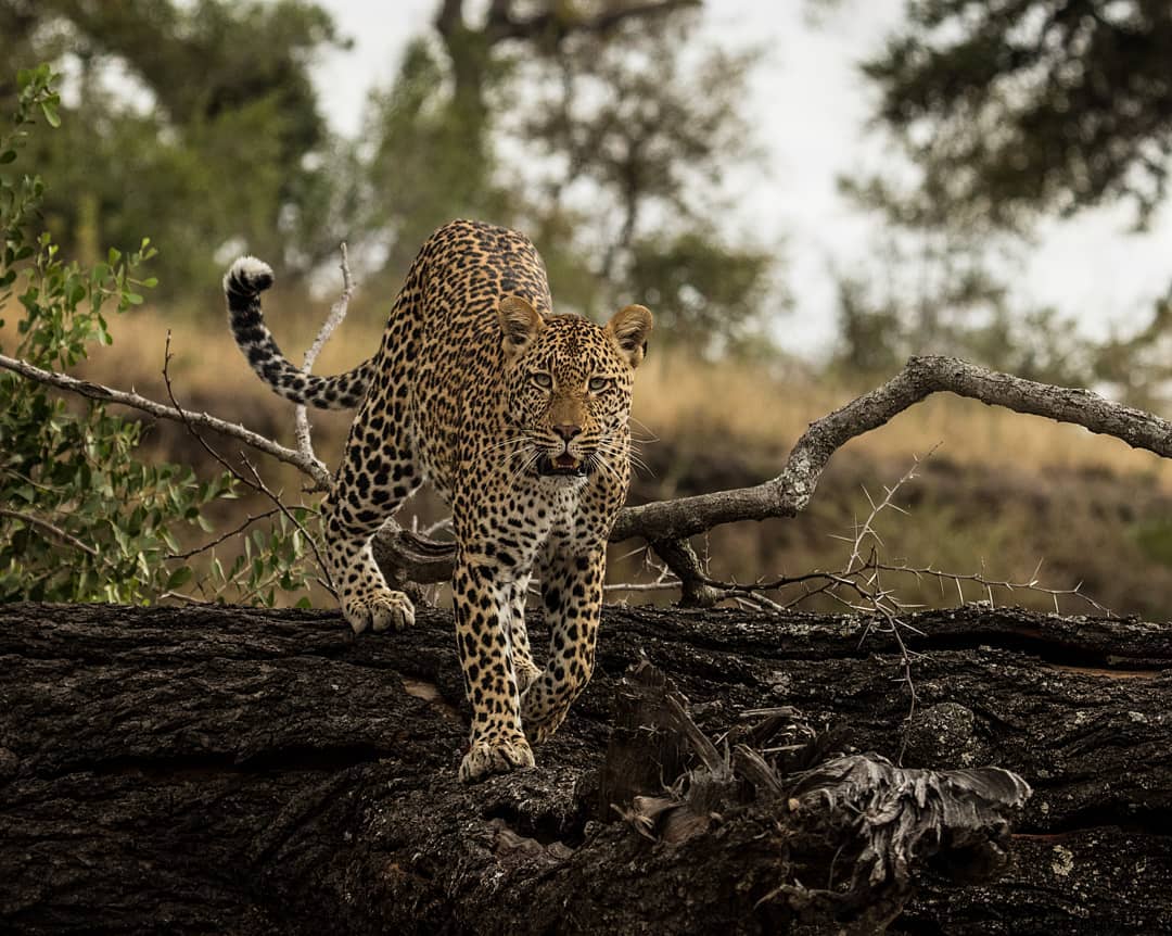 malamala-leopard
