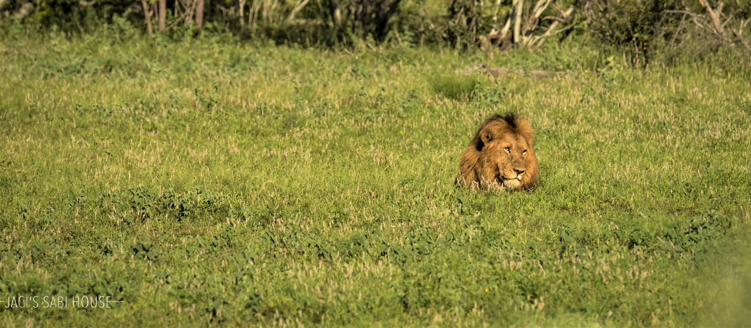 Jaci's Sabi House - Sabi Sands Game Reserve - Reservations 73 jacis sabi house 13