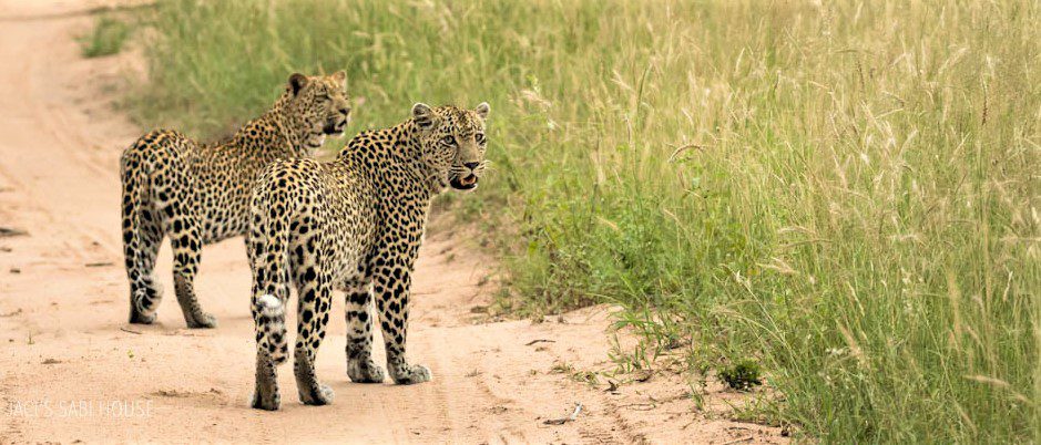 Jaci's Sabi House - Sabi Sands Game Reserve - Reservations 74 jacis sabi house 14