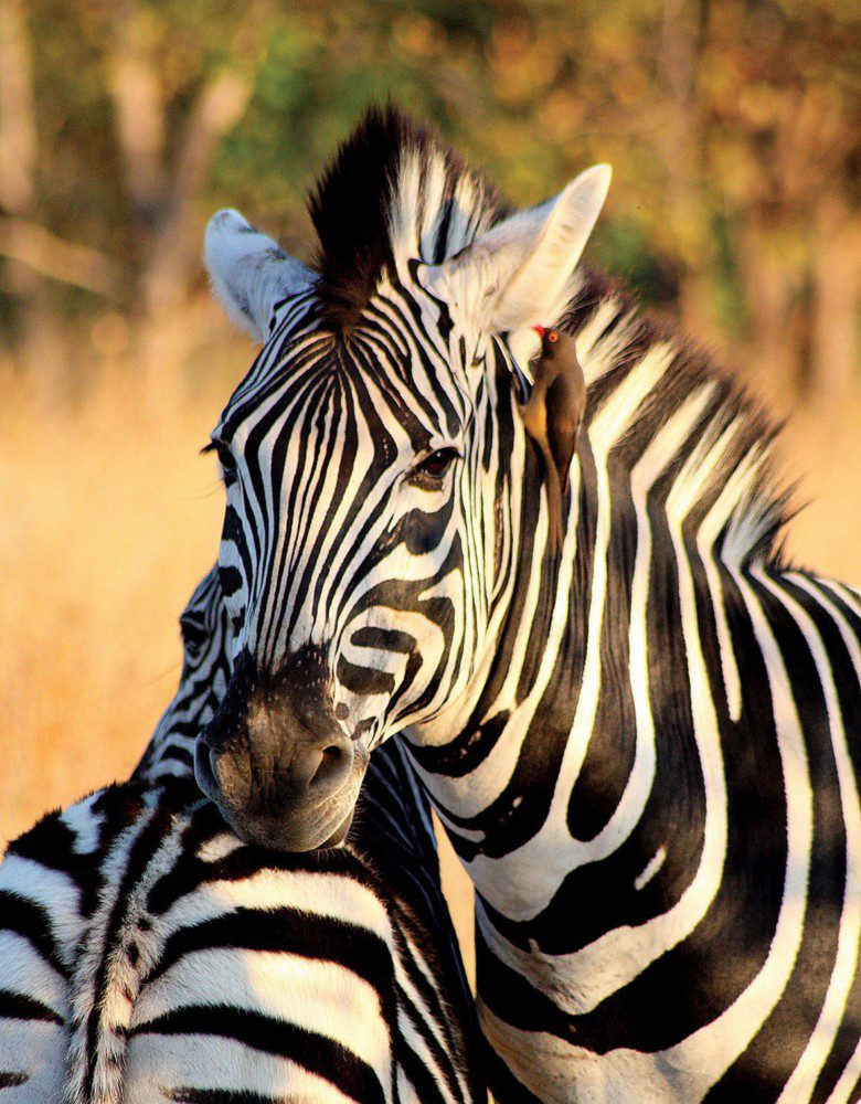 leopard hills lodge images sabi sands lodges reservations 10