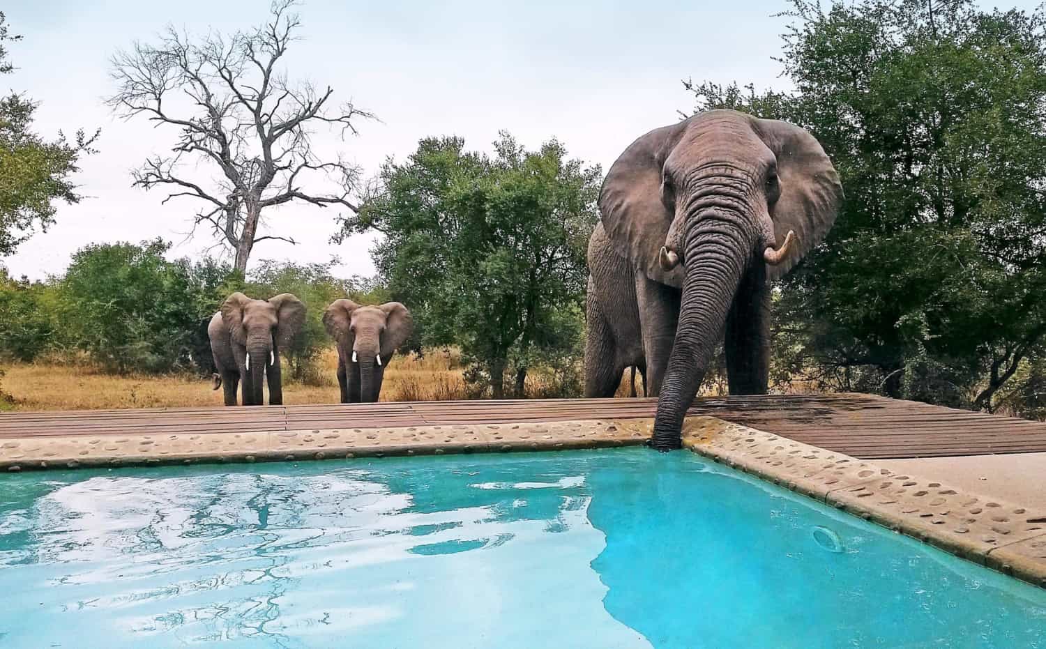 leopard hills lodge images sabi sands lodges reservations 11