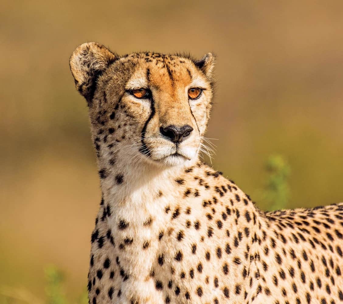 leopard hills lodge images sabi sands lodges reservations 14
