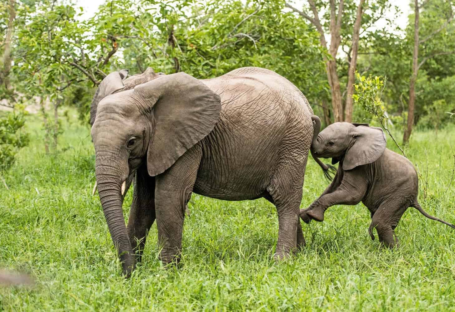 leopard hills lodge images sabi sands lodges reservations 15