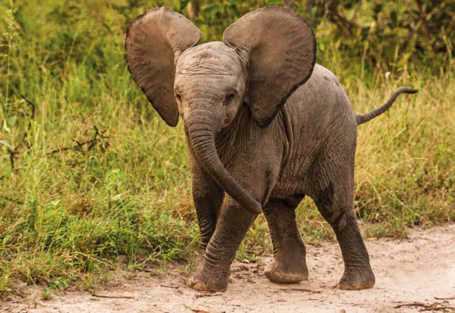 leopard hills lodge images sabi sands lodges reservations 2