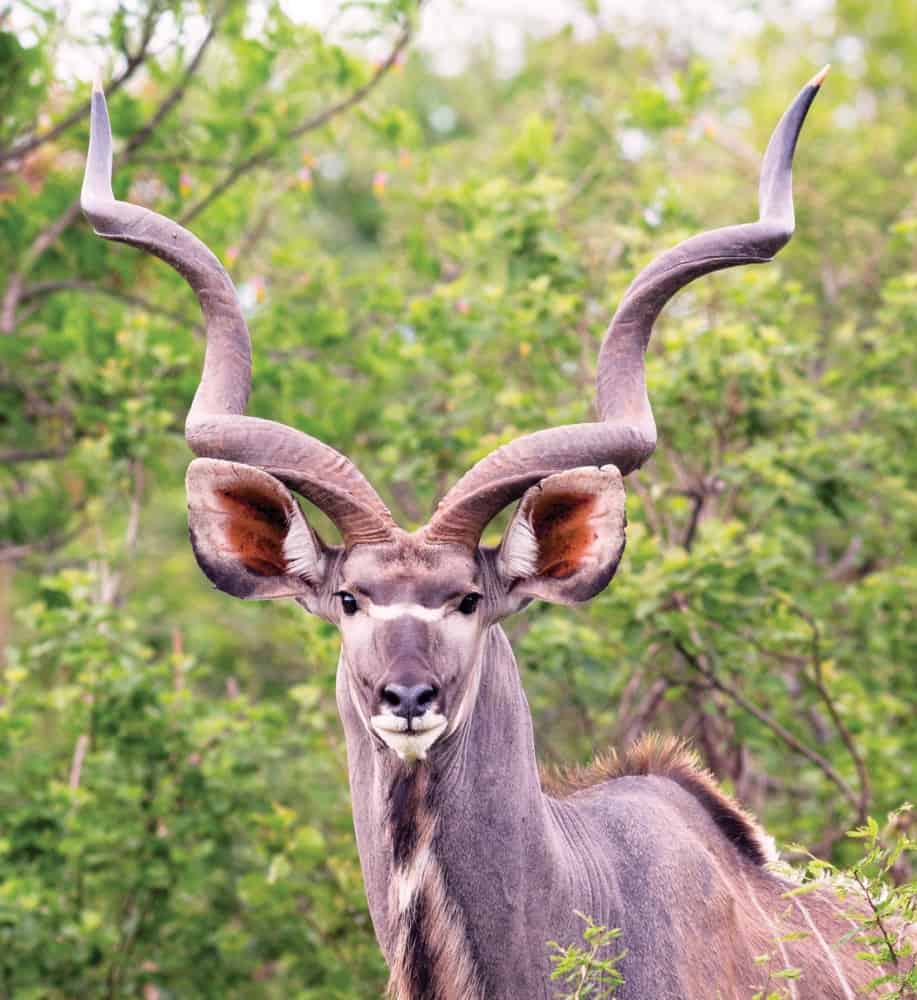 leopard hills lodge images sabi sands lodges reservations 56