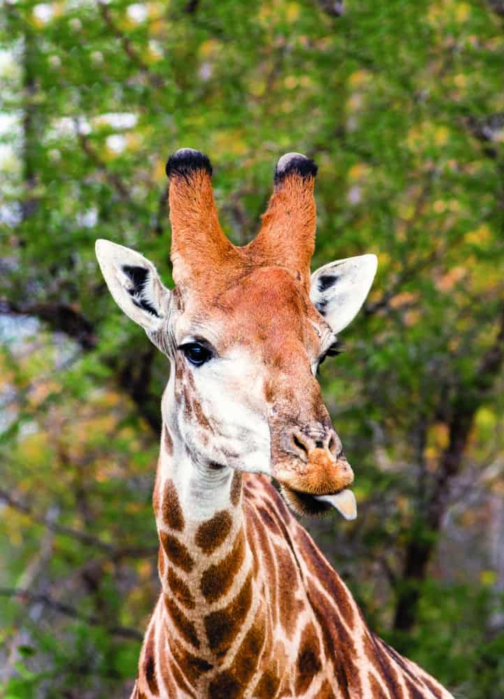 leopard hills lodge images sabi sands lodges reservations 57