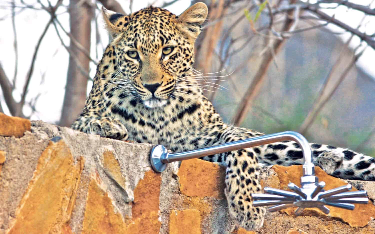 leopard hills lodge images sabi sands lodges reservations 58