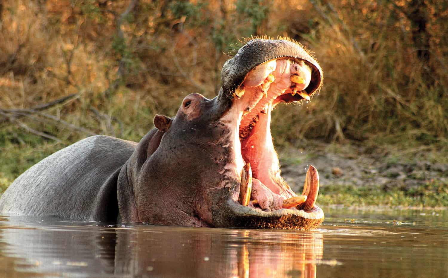leopard hills lodge images sabi sands lodges reservations 6