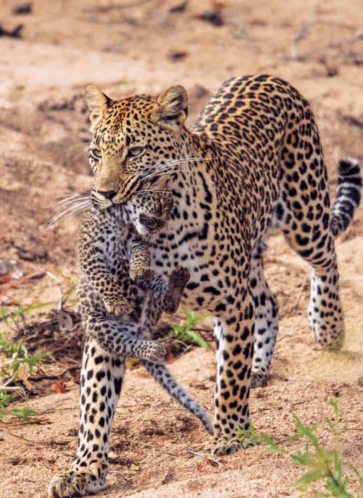 leopard hills lodge images sabi sands lodges reservations 7