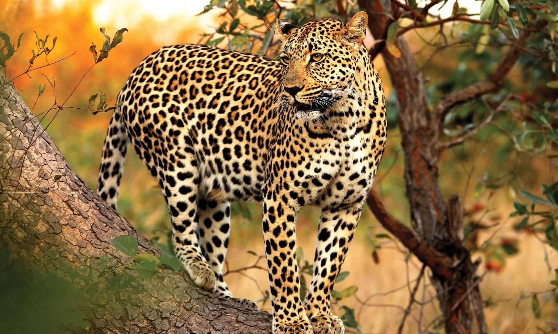 leopard hills lodge images sabi sands lodges reservations 8