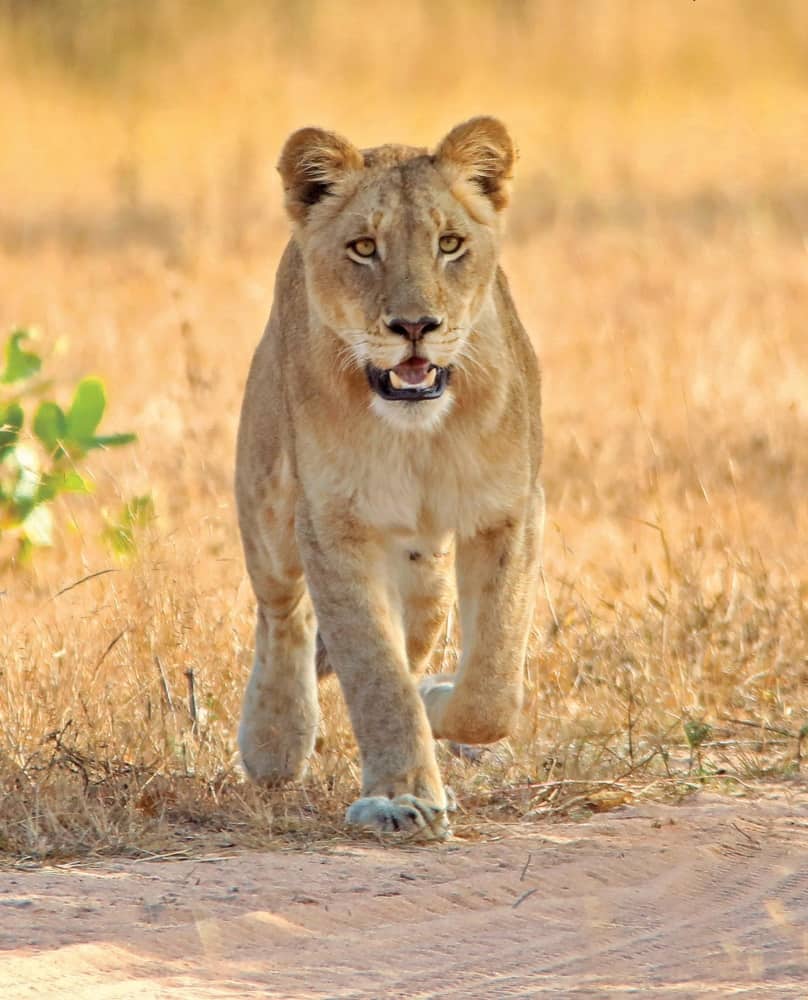 leopard hills lodge images sabi sands lodges reservations 9