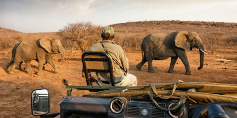 9 Day Self Drive Cape Town, Garden Route & Malaria Free Safari - South Africa 137 impodimo madikwe images safari lodge 3