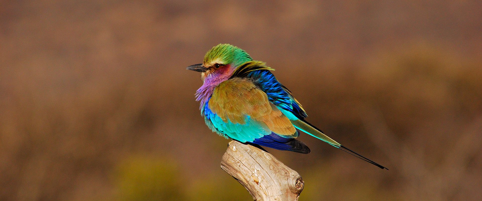 9 Day Self Drive Cape Town, Garden Route & Malaria Free Safari - South Africa 133 mosethla bush camp madikwe 7