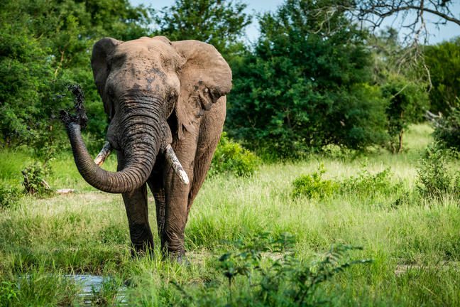 12 Day Cape Town, Sabi Sands Safari & Victoria Falls Tour - Sabi Sands Lodges Reservation 98 umkumbe bush lodge sabi sands images 59