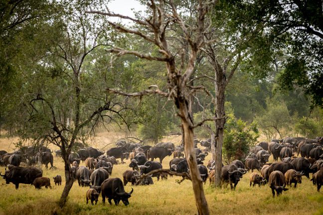 12 Day Cape Town, Sabi Sands Safari & Victoria Falls Tour - Sabi Sands Lodges Reservation 108 umkumbe bush lodge sabi sands images 86