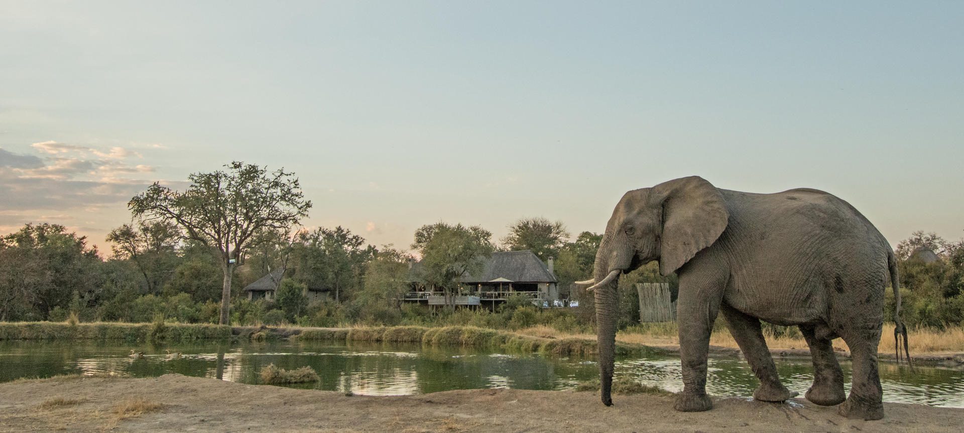 simbambili sabi sands safari lodges reservations 5