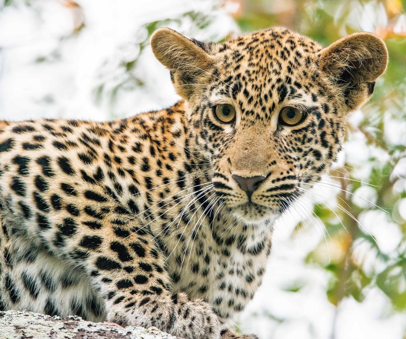 &Beyond Kirkman's Kamp - Sabi Sands Game Reserve - South Africa 73 andBeyond kirkmans Kamp sabi sands lodges reservations bookings 28