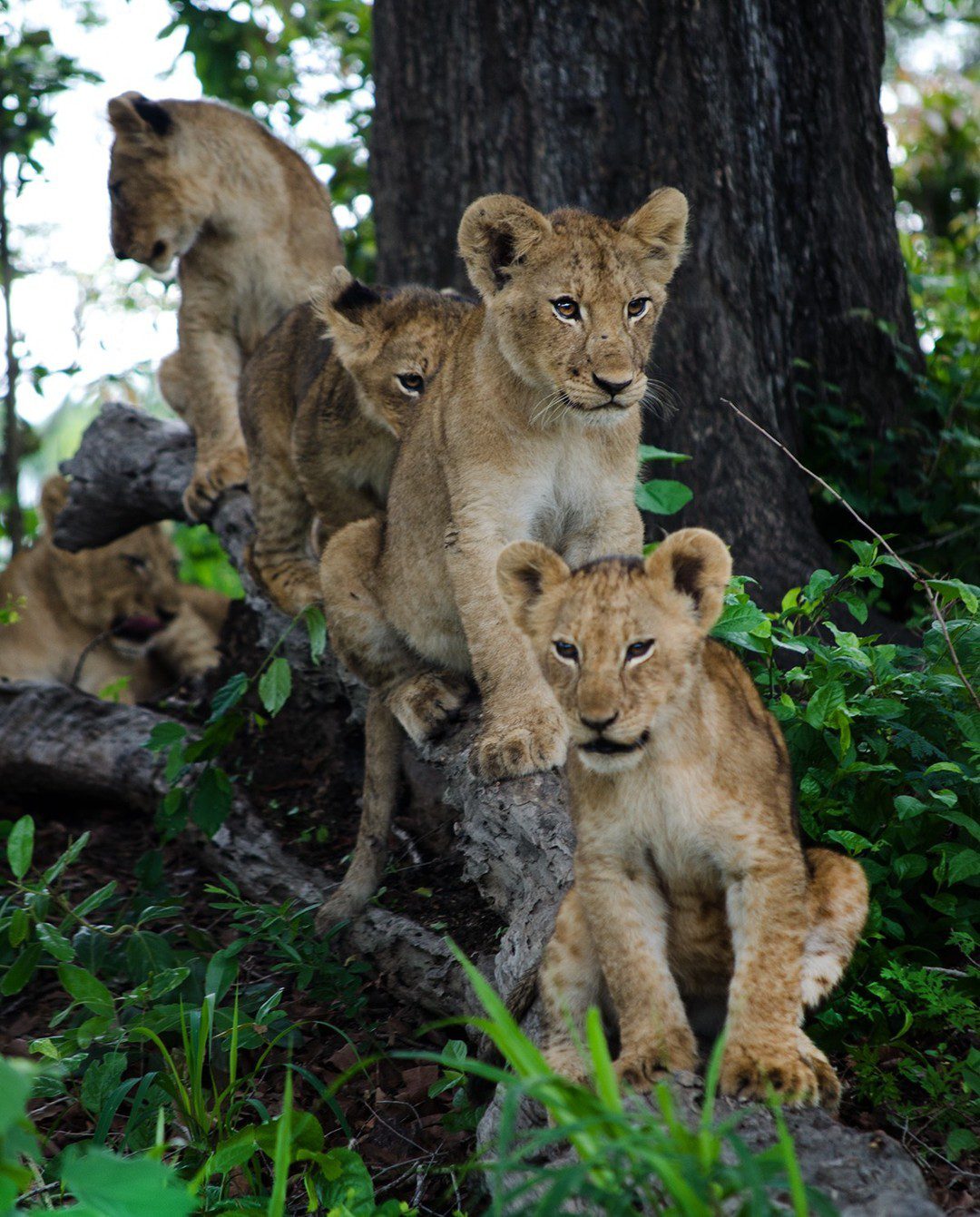 &Beyond Kirkman's Kamp - Sabi Sands Game Reserve - South Africa 92 kirkmans kamp sabi sand 15