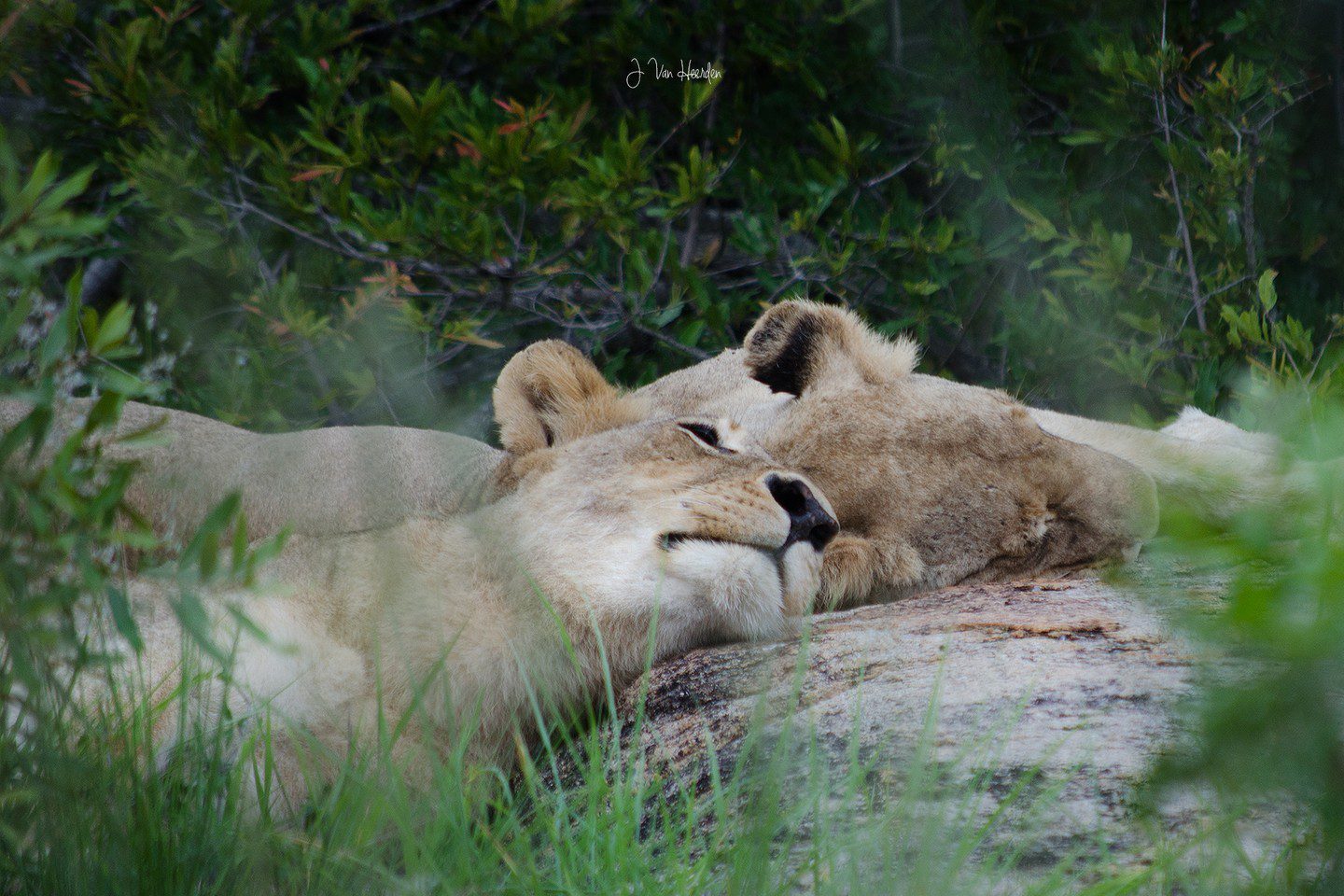 &Beyond Kirkman's Kamp - Sabi Sands Game Reserve - South Africa 85 kirkmans kamp sabi sand 2 1