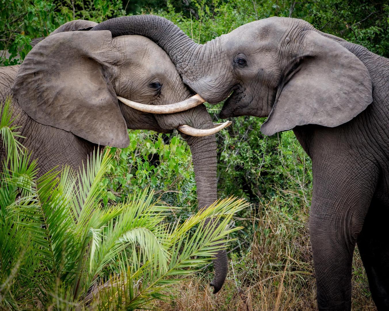 &Beyond Kirkman's Kamp - Sabi Sands Game Reserve - South Africa 91 kirkmans kamp sabi sand 26