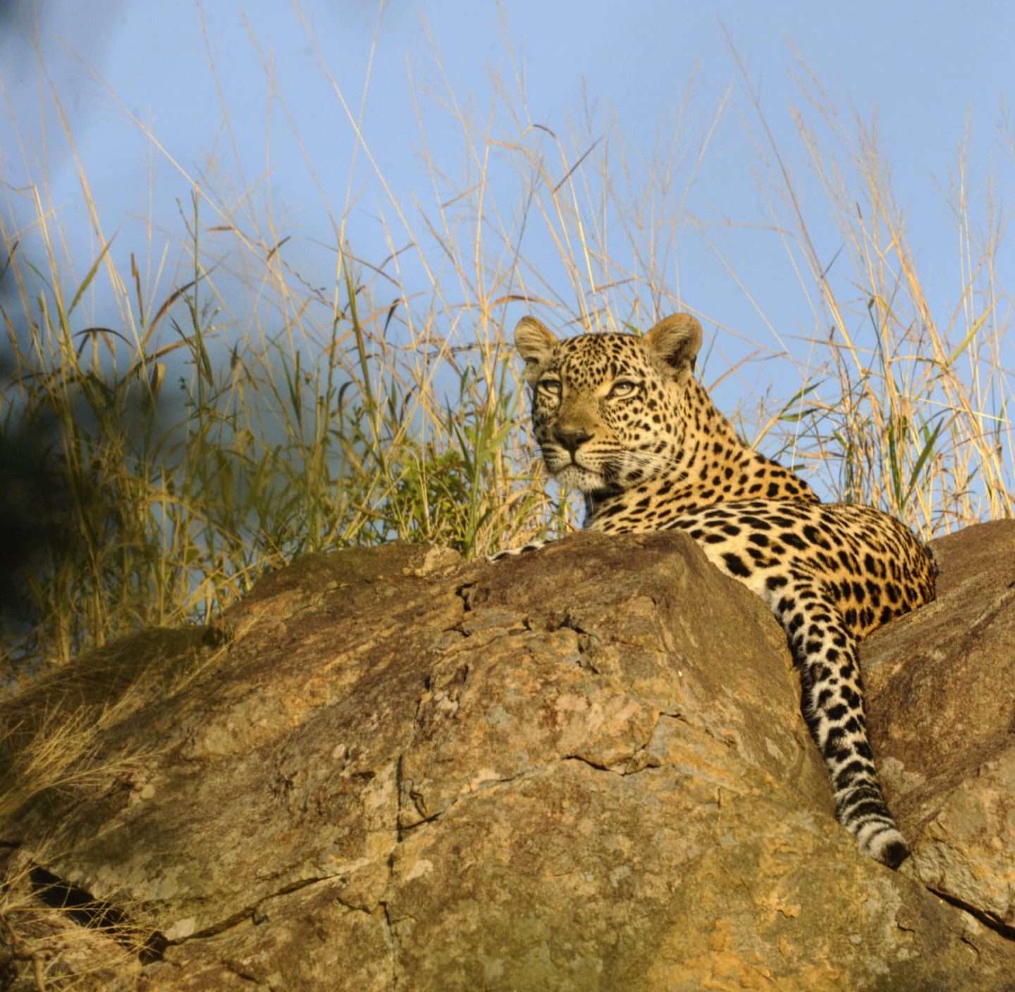 &Beyond Kirkman's Kamp - Sabi Sands Game Reserve - South Africa 84 kirkmans kamp sabi sand 3 1