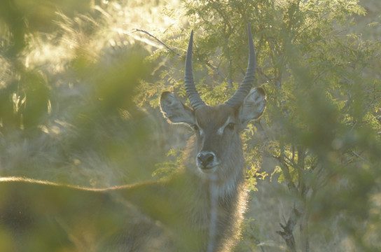 Jaci's Sabi House - Sabi Sands Game Reserve - Reservations 70 Jacis Sabi House 12