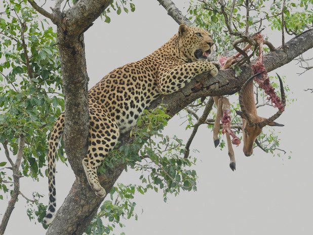 Jaci's Sabi House - Sabi Sands Game Reserve - Reservations 71 Jacis Sabi House 5