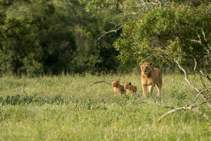Jaci's Sabi House - Sabi Sands Game Reserve - Reservations 72 Jacis Sabi House 9