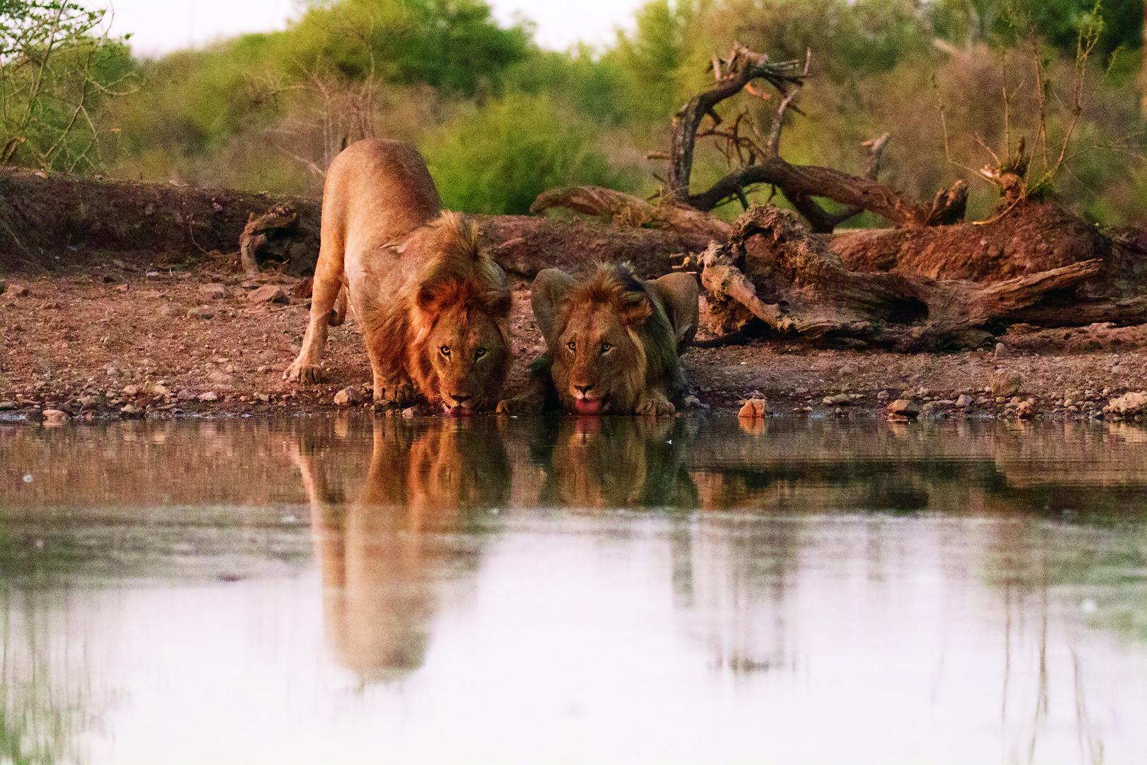 Jaci's Sabi House - Sabi Sands Game Reserve - Reservations 69 Jacis Tree Lodge Madikwe Reserve Sabi Sands Game Reserve 40
