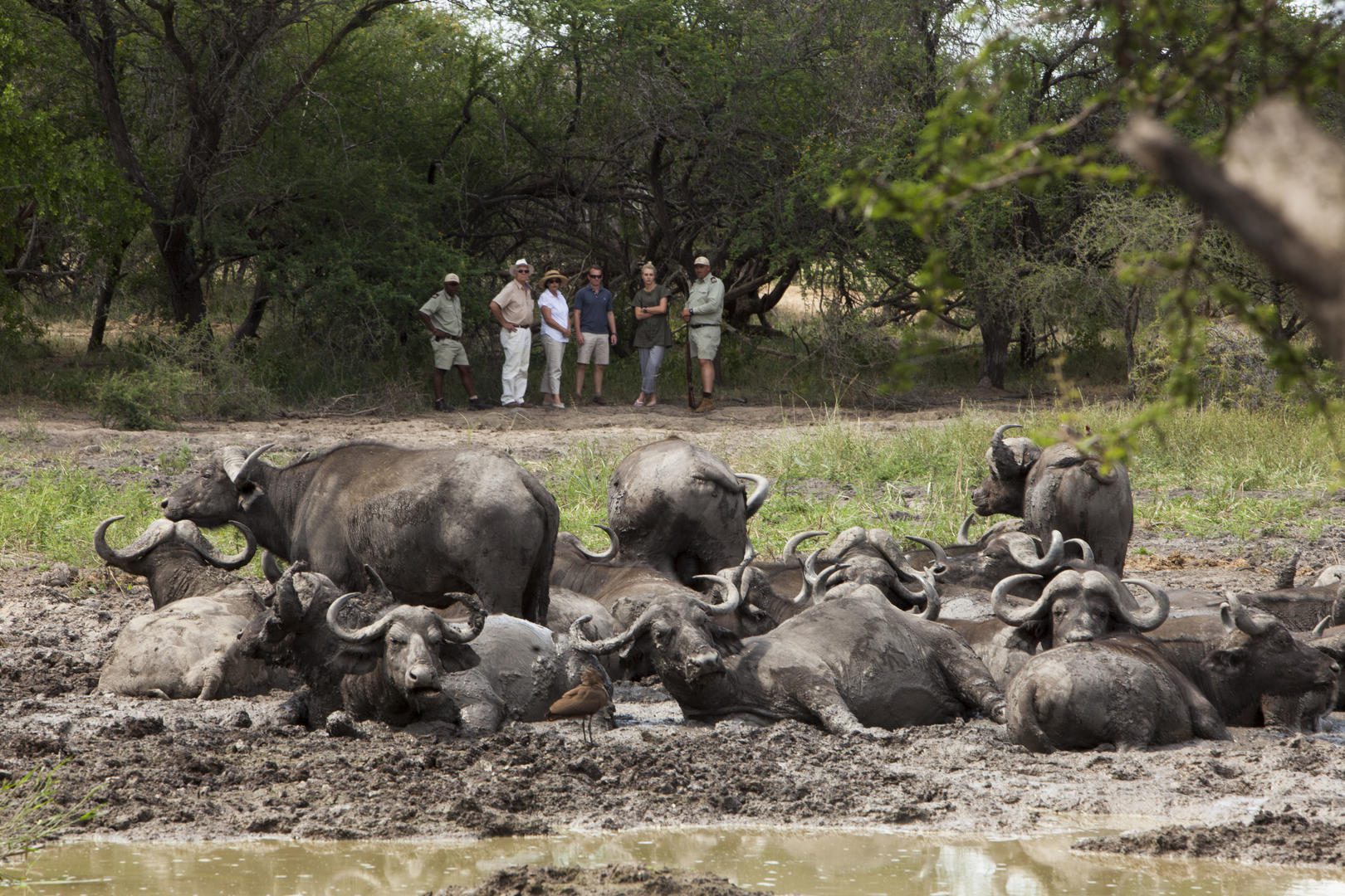 What You'll Really See on a Sabi Sand Game Drive 39 Kapama Buffalo Camp 24