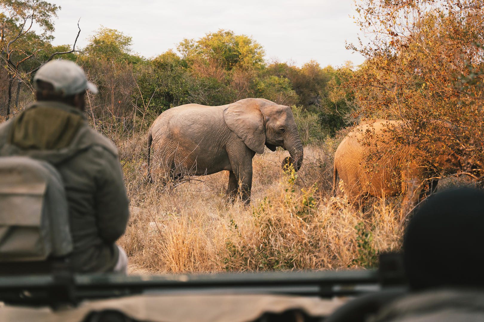 Simbavati Hilltop Lodge - Timbavati Private Reserve - Sabi Sands Lodges Reservations 17 Simbavati Hilltop Lodge Timbavati Kruger 25